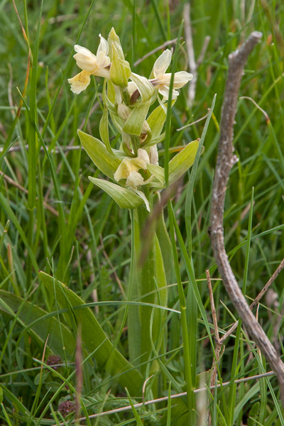 0220-vlierorchis