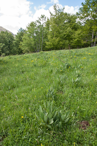 0221-gentiana lutea