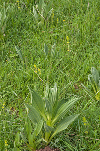 0222-Gentiana lutea en witte nieswortel
