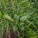 0223-landschap met gentiana lutea en veratrum album