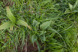 0223-landschap met gentiana lutea en veratrum album