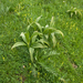 0225-Veratrum album