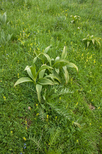 0225-Veratrum album