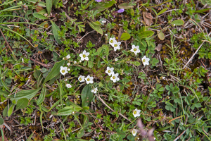 0230-Arenaria-grandiflora-stony-slopes-at-high-altitude