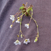0231-Arenaria-grandiflora-stony-slopes-at-high-altitude