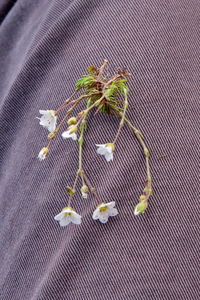 0231-Arenaria-grandiflora-stony-slopes-at-high-altitude