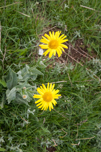 0232-Senecio-scopolii