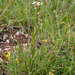 0233-Arabis-collina-muurscheefkelk-cliffs-walls-scrub