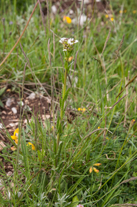 0233-Arabis-collina-muurscheefkelk-cliffs-walls-scrub