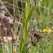 0234-Arabis-collina-muurscheefkelk-cliffs-walls-scrub