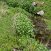 0236-overzicht-beekoever-met-plant-onbekend