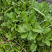 0237-plant-onbekend-beekoever