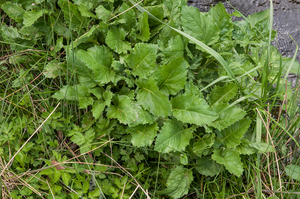 0237-plant-onbekend-beekoever