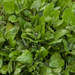 0238-plant-onbekend-beekoever