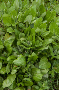0238-plant-onbekend-beekoever