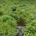 0239-overzicht-beekoever-met-plant-onbekend