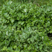 0240-plant-onbekend-beekoever