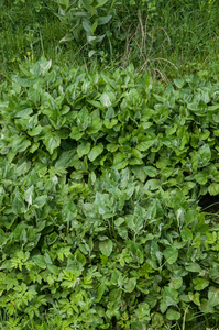 0240-plant-onbekend-beekoever