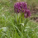 0241-rode-vlierorchis