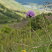 0243-Drietandige-orchis-Neotinea-tridentata