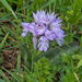 0244-Drietandige-orchis-Neotinea-tridentata