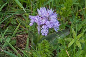 0244-Drietandige-orchis-Neotinea-tridentata