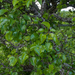 0253-pyrus-pyraster---crub,-broad-leaved-woods-to-1400m