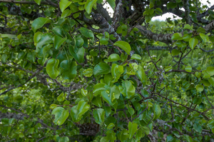 0253-pyrus-pyraster---crub,-broad-leaved-woods-to-1400m