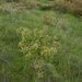 0255-pyrus-pyraster---crub,-broad-leaved-woods-to-1400m