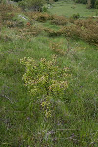 0255-pyrus-pyraster---crub,-broad-leaved-woods-to-1400m