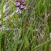 0257-purperorchis