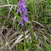 0258-mannetjesorchis