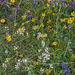 0258-overzicht-veg-met-vleugeltjesbloem
