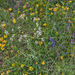 0259-overzicht-veg-met-vleugeltjesbloem