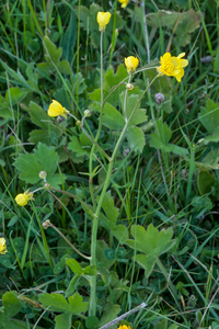 0269-ranunculus velutinus humid meadows