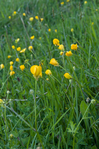 0270-0269-ranunculus velutinus humid meadows