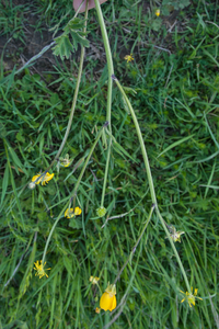 0271-0269-ranunculus velutinus humid meadows