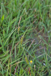 0276-Zilte-zegge-Carex-distans-humid-meadows