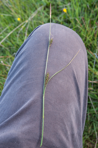 0277-Zilte-zegge-Carex-distans-humid-meadows