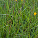 0279-Zilte-zegge-Carex-distans-humid-meadows
