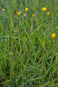 0279-Zilte-zegge-Carex-distans-humid-meadows