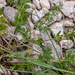 gele-schermbloemige-3