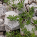 gele-schermbloemige-4