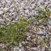 gele-schermbloemige-5