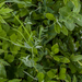 veldlathyrus