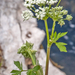witte-schermbloem-2-natte-standplaats-passo-godi