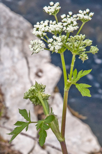 witte-schermbloem-2-natte-standplaats-passo-godi