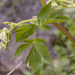 witte-schermbloem-3-natte-standplaats-passo-godi