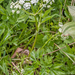 witte-schermbloem-4-natte-standplaats-passo-godi