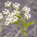witte-schermbloem-natte-standplaats-passo-godi